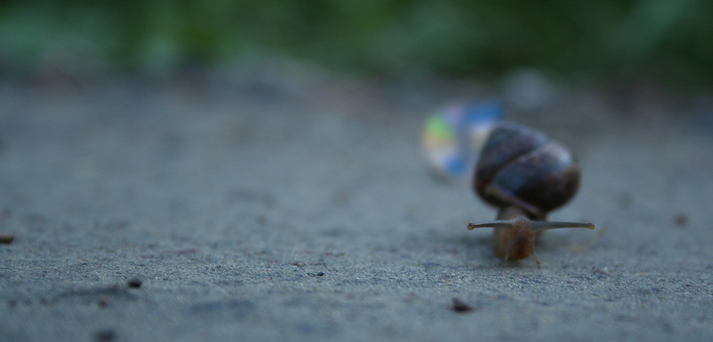 iTunes 8.1 left in the dusk by a snail